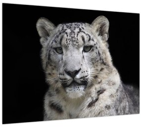 Tablou - Snow Leopard (70x50 cm)