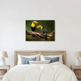 Tablou tucani sezând , Costa Rica (70x50 cm)