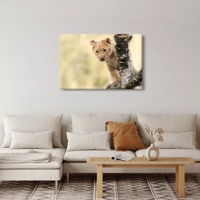 Tablou cu pui de leu (90x60 cm)