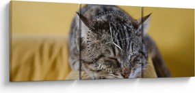 Tablou cu pisica pe fotoliu (cu ceas) (90x30 cm)
