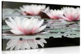 Tablou floare de lotus