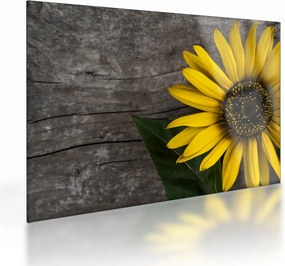 Tablou pe sticlă - Floare de floarea soarelui (70x50 cm)