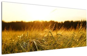 Tablou  iarba cu rouă (120x50 cm), în 40 de alte dimensiuni noi