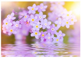 Fototapet - Violet Petals In Bloom