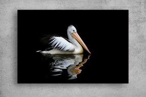 Tablouri Canvas Animale - Pelican australian