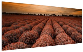 Tablou cu câmp de flori (120x50 cm), în 40 de alte dimensiuni noi