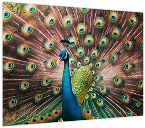 Tablou pe sticlă - Păun (70x50 cm)