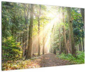 Tablou - Poteci în pădure (90x60 cm)