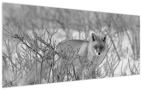 Tablou - Vulpe,alb-negru (120x50 cm)