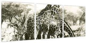 Tablou - Girafe, de epocă (cu ceas) (90x30 cm)