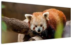 Tablou cu panda roșie (120x50 cm), în 40 de alte dimensiuni noi