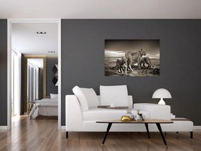 Tablou cu leii alb negri (90x60 cm)