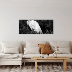 Tablou - Păun,alb-negru (120x50 cm)