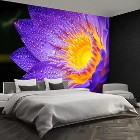 Fototapet Purple Lotus