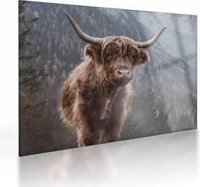 Tablou pe sticlă - Vaca Highlander (70x50 cm)