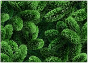 Tablou - Ramuri de conifere (70x50 cm)