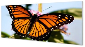 Tablouri acrilice fluture colorat