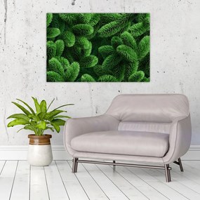 Tablou - Ramuri de conifere (90x60 cm)