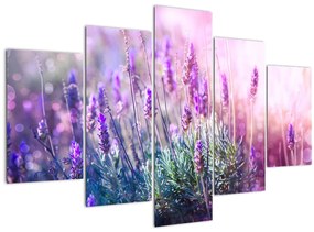 Tablou - Lavandă în strălucirea soarelui (150x105 cm)