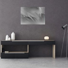 Tablou - Picătură pe floare,alb-negru (70x50 cm)