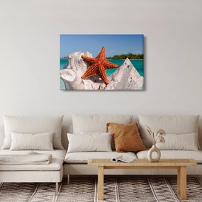 Tablou cu stea de mare (90x60 cm)