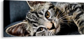 Tablou - Pisoi (120x50 cm)