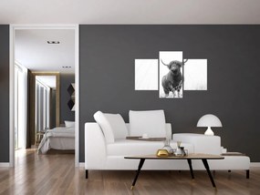 Tablou - Vacă scoțiană 4,alb-negru (90x60 cm)