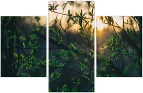 Tablou - Soarele strălucind printre crengile copacilor (90x60 cm)
