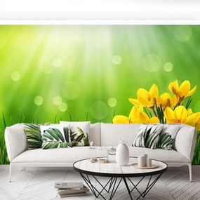 Fototapet Crocuses de Paști