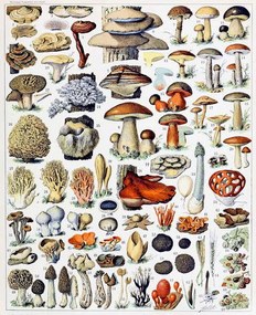 Reproducere Illustration of  Mushrooms  c.1923, Millot, Adolphe Philippe