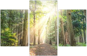 Tablou - Poteci în pădure (90x60 cm)