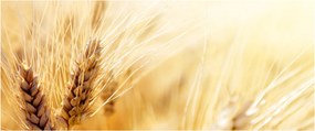 Tablou- detaliu cu (120x50 cm)