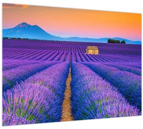 Tablou - Câmp de levănțica (70x50 cm)