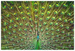 Tablou - Peacock (90x60 cm)