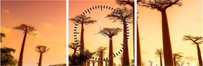 Tablou - Apus de soare pe Aleea Baobabilor (cu ceas) (90x30 cm)