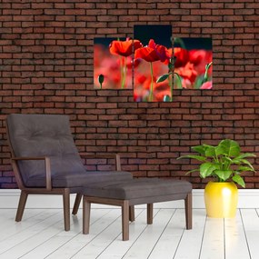 Tablou - flori de maci (90x60 cm)
