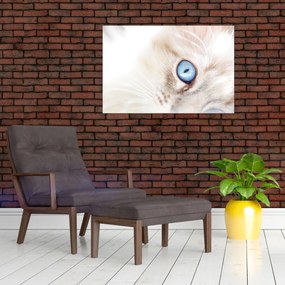 Tablou - Pisicuță (90x60 cm)