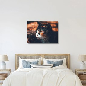 Tablou - Privirea pisicii (70x50 cm)