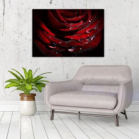 Tablou - Trandafir (90x60 cm)