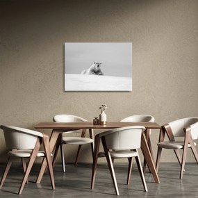 Tablou pe sticlă - Ursul polar (70x50 cm)