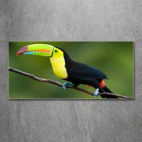 Tablou pe sticlă acrilică Toucan