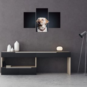 Tablou cu labrador (90x60 cm)