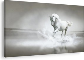 Tablou - Cal alb (90x60 cm)