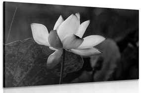 Tablou floare de lotus fină alb-negru