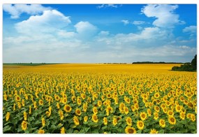 Tablou - câmp cu floarea soarelui (90x60 cm)