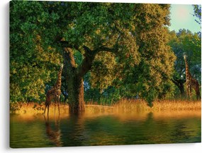 Tablou cu girafe în natură (70x50 cm)