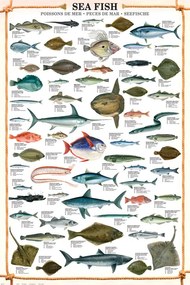 Poster Sea fish