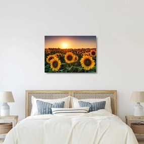 Tablou pe sticlă - Floarea soarelui (70x50 cm)