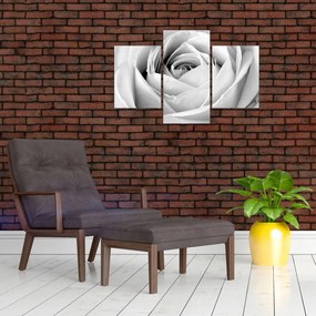 Tablou - Detailu de floare de trandafir (90x60 cm)