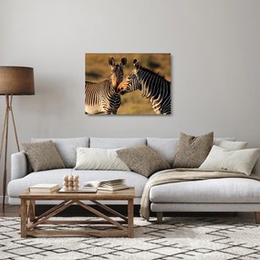 Tablou pe sticlă - Două zebre (70x50 cm)